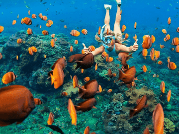 Những địa điểm lặn ngắm san hô đẹp ở Phú Quốc khiến du khách mê mẩn